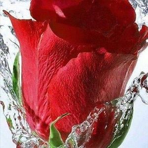 Meet your Posher, Nelda